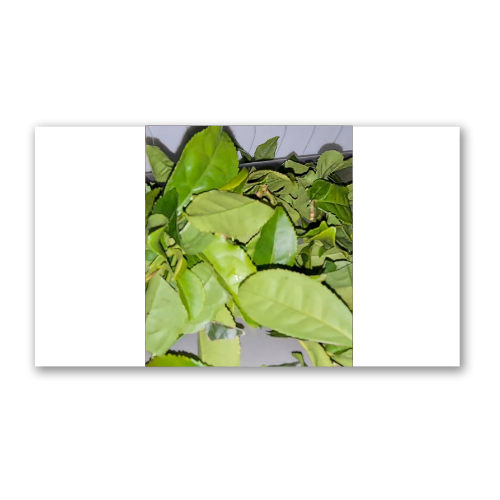 Yeşil Çay Kurutma Makineleri